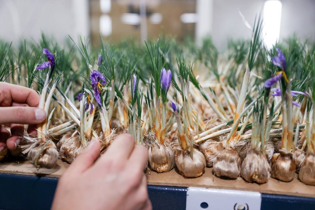 Konya'daki mühendisten devrim gibi üretim! Deneme amaçlı kurdu, şimdi topraksız safran üretiyor 4